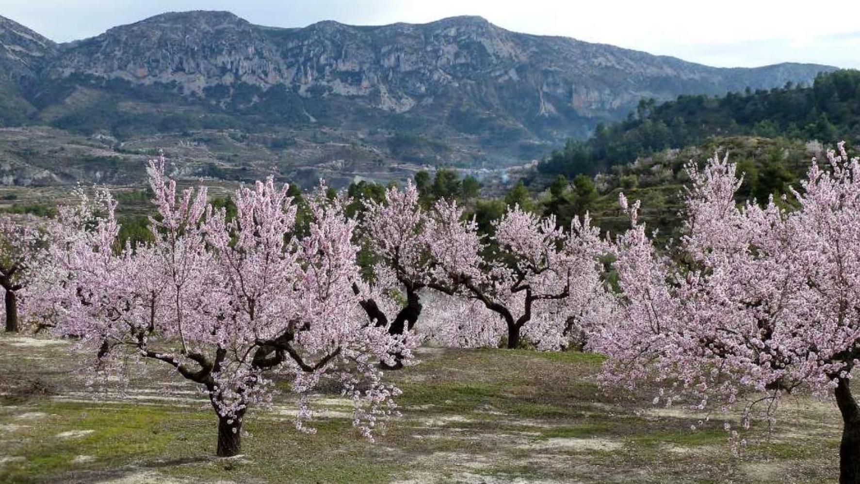Apartamento Calaceite Torrox Eksteriør bilde